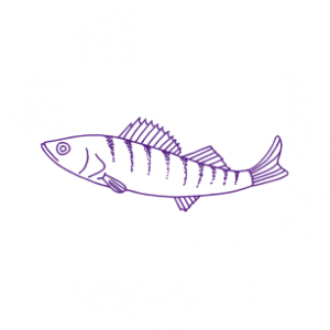 Fishy Icon Image